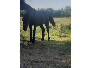 Лошак по перширону