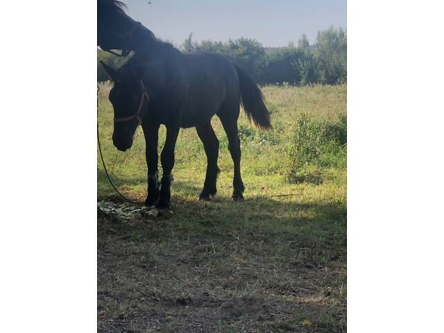 Лошак по перширону - Фото 1