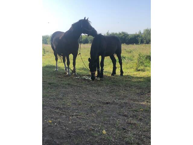 Лошак по перширону - Фото 3