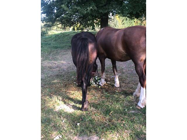 Лошак по перширону - Фото 4