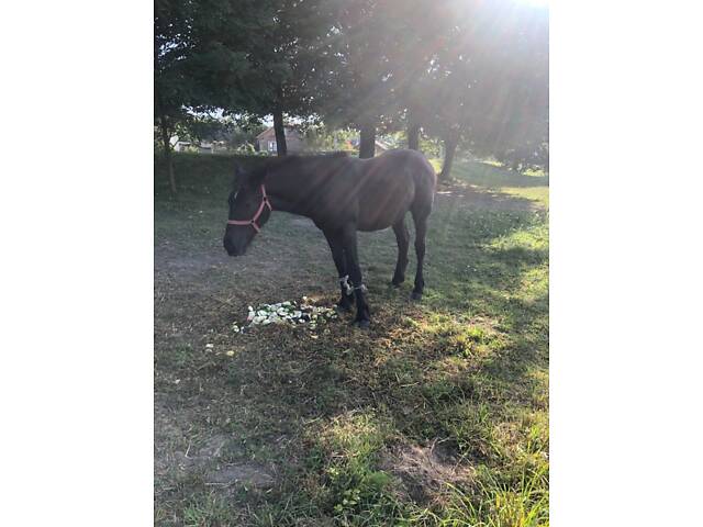 Лошак по перширону - Фото 5