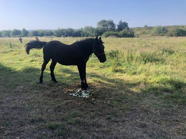 Лошак по перширону - Фото 6