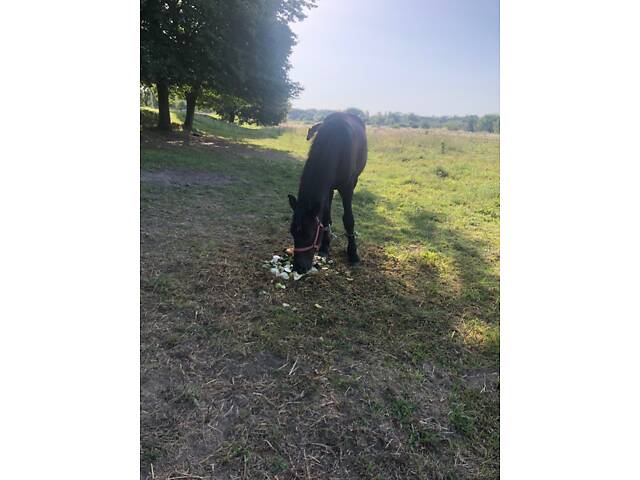 Лошак по перширону - Фото 7