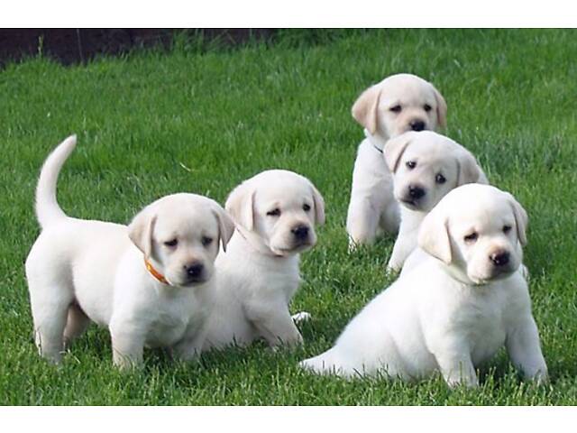 Лучший подарок на любое событие Элитные Щенки Питомника Лабрадор Ретривер С Документами Питомника Лабрадоры с Доставкой - Фото 11