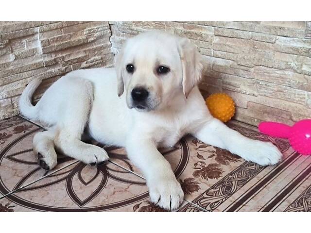 Лучший подарок на любое событие Элитные Щенки Питомника Лабрадор Ретривер С Документами Питомника Лабрадоры с Доставкой - Фото 3