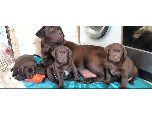 Лучший подарок на любое событие Элитные Щенки Питомника Лабрадор Ретривер С Документами Питомника Лабрадоры с Доставкой - Фото 8