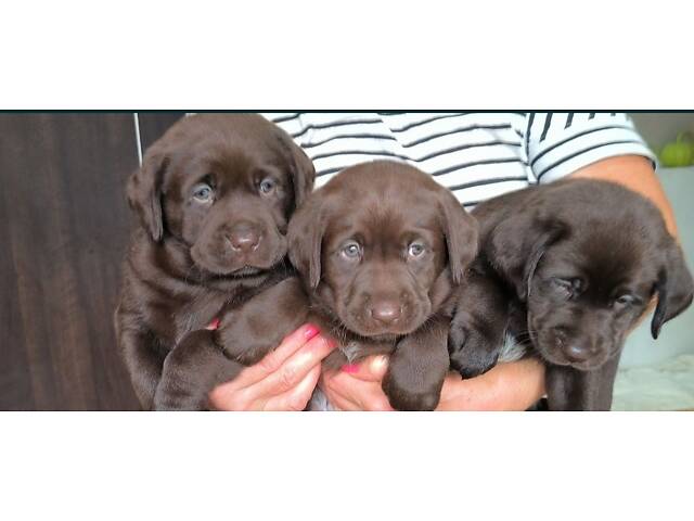 Лучший подарок на любое событие Элитные Щенки Питомника Лабрадор Ретривер С Документами Питомника Лабрадоры с Доставкой - Фото 2