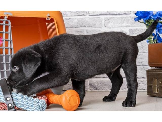 Лучший подарок на любое событие Элитные Щенки Питомника Лабрадор Ретривер С Документами Питомника Лабрадоры с Доставкой - Фото 9