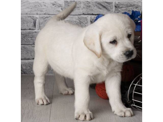 Лучший подарок на любое событие Элитные Щенки Питомника Лабрадор Ретривер С Документами Питомника Лабрадоры с Доставкой - Фото 6