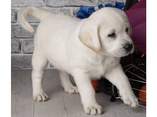 Лучший подарок на любое событие Элитные Щенки Питомника Лабрадор Ретривер С Документами Питомника Лабрадоры с Доставкой - Фото 5