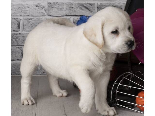 Лучший подарок на любое событие Элитные Щенки Питомника Лабрадор Ретривер С Документами Питомника Лабрадоры с Доставкой - Фото 4