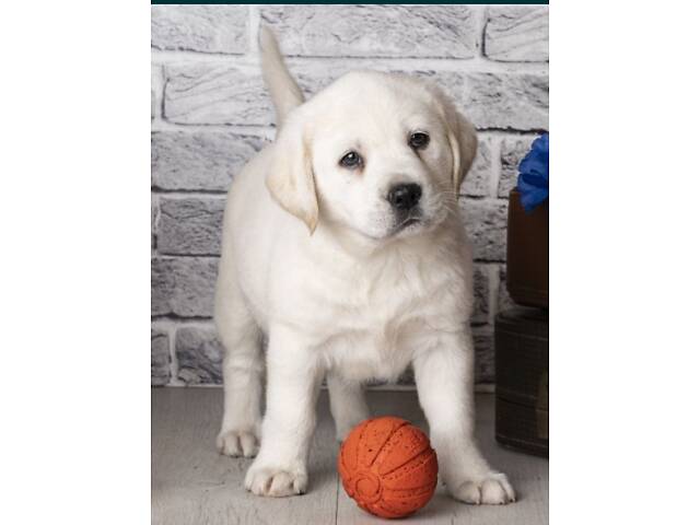 Лучший подарок на любое событие Элитные Щенки Питомника Лабрадор Ретривер С Документами Питомника Лабрадоры с Доставкой - Фото 7