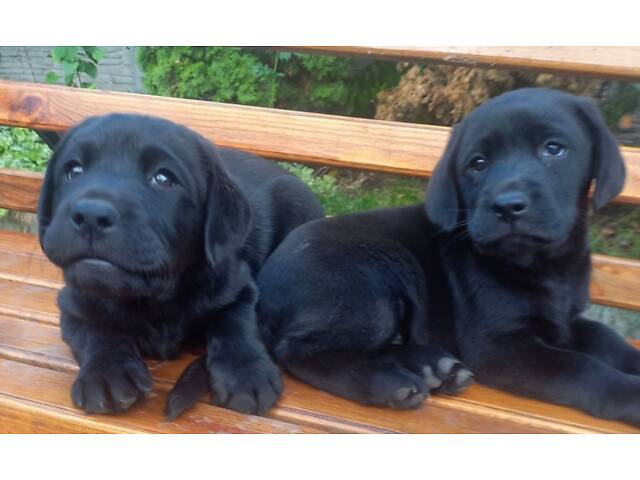 Лучший подарок на любое событие Элитные Щенки Питомника Лабрадор Ретривер С Документами Питомника Лабрадоры с Доставкой - Фото 12