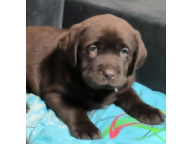 Лучший подарок на любое событие Элитные Щенки Питомника Лабрадор Ретривер С Документами Питомника Лабрадоры с Доставкой - Фото 15