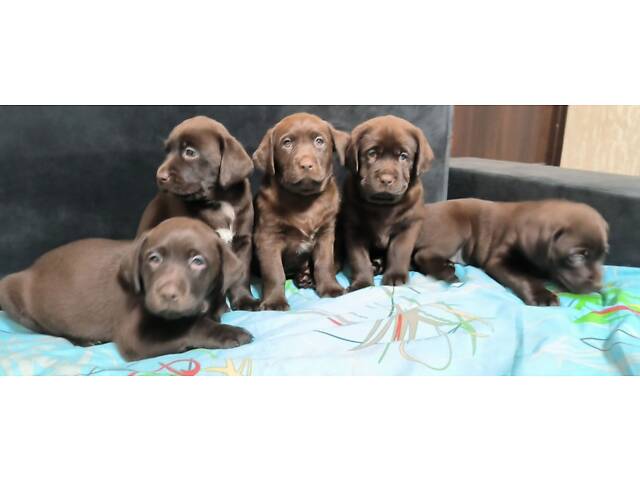 Лучший подарок на любое событие Элитные Щенки Питомника Лабрадор Ретривер С Документами Питомника Лабрадоры с Доставкой - Фото 14