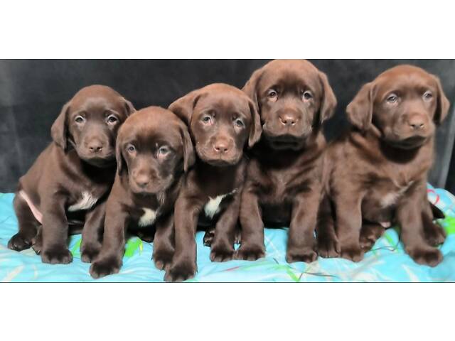 Лучший подарок на любое событие Элитные Щенки Питомника Лабрадор Ретривер С Документами Питомника Лабрадоры с Доставкой - Фото 13