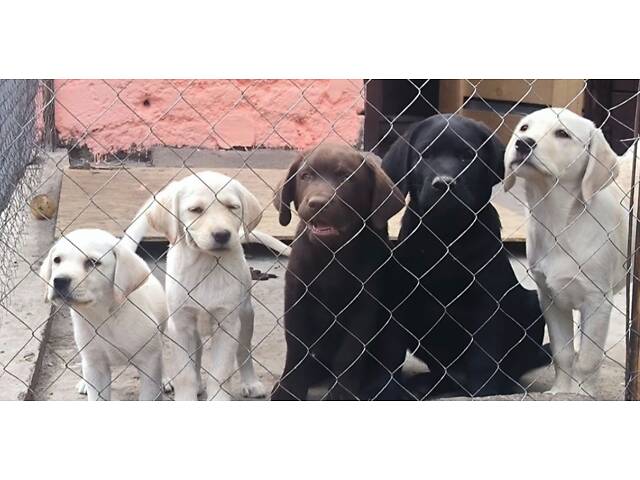 Лучший подарок на любое событие Элитные Щенки Питомника Лабрадор Ретривер С Документами Питомника Лабрадоры с Доставкой - Фото 16