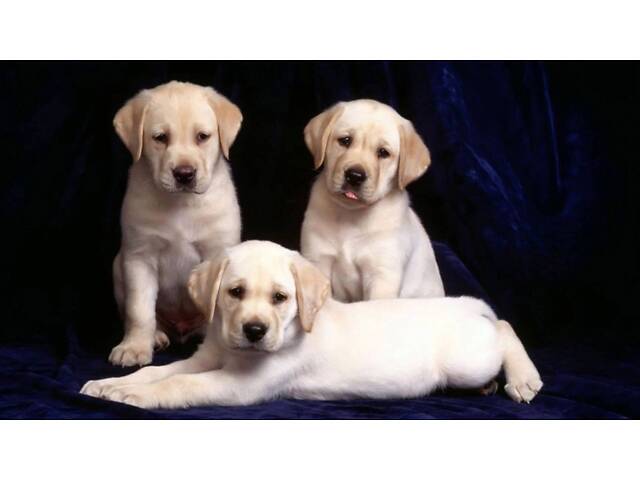 Лучший подарок на любое событие Элитные Щенки Питомника Лабрадор Ретривер С Документами Питомника Лабрадоры с Доставкой - Фото 17