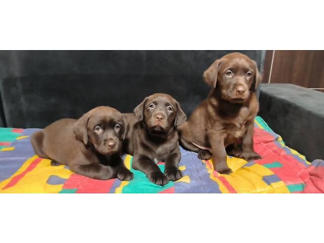 Лучший подарок на любое событие Элитные Щенки Питомника Лабрадор Ретривер С Документами Питомника Лабрадоры с Доставкой - Фото 18
