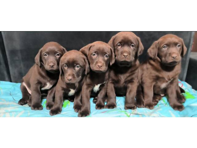 Лучший подарок на любое событие Элитные Щенки Питомника Лабрадор Ретривер С Документами Питомника Лабрадоры с Доставкой - Фото 20