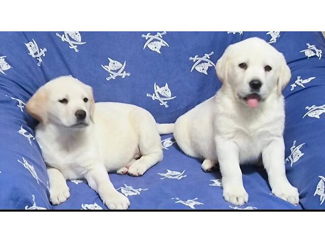 Лучший подарок на любое событие Элитные Щенки Питомника Лабрадор Ретривер С Документами Питомника Лабрадоры с Доставкой - Фото 19