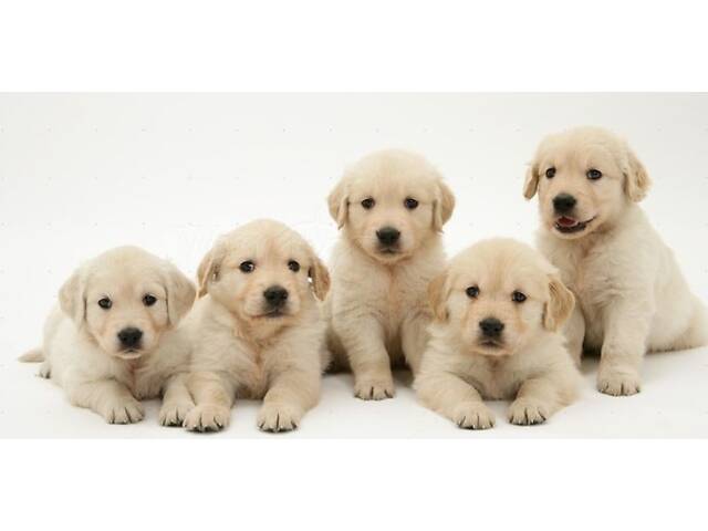 Лучший подарок на любое событие Элитные Щенки Питомника Лабрадор Ретривер С Документами Питомника Лабрадоры с Доставкой - Фото 26