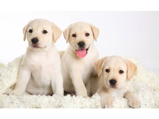 Лучший подарок на любое событие Элитные Щенки Питомника Лабрадор Ретривер С Документами Питомника Лабрадоры с Доставкой - Фото 27