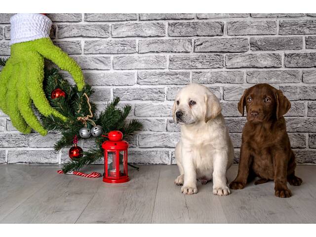 Лучший подарок на любое событие Элитные Щенки Питомника Лабрадор Ретривер С Документами Питомника Лабрадоры с Доставкой - Фото 40