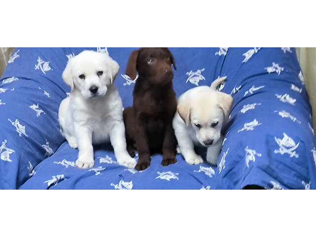 Лучший подарок на любое событие Элитные Щенки Питомника Лабрадор Ретривер С Документами Питомника Лабрадоры с Доставкой - Фото 45