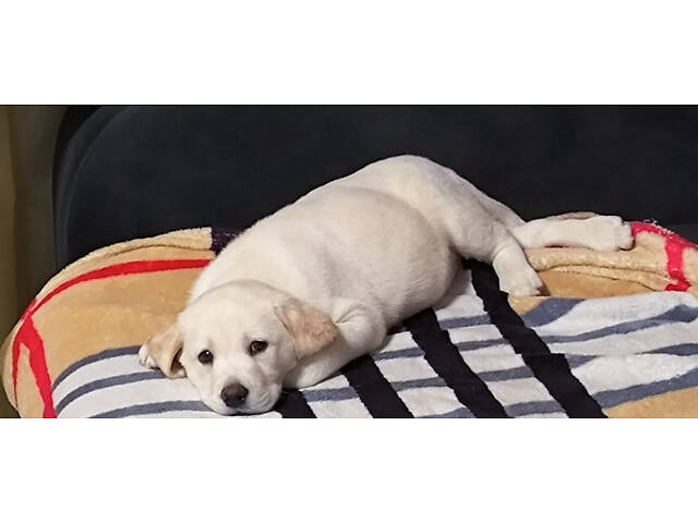 Лучший подарок на любое событие Элитные Щенки Питомника Лабрадор Ретривер С Документами Питомника Лабрадоры с Доставкой - Фото 51