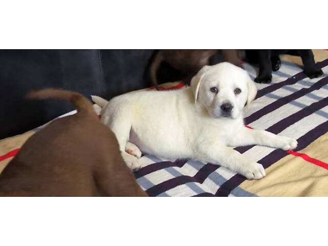 Лучший подарок на любое событие Элитные Щенки Питомника Лабрадор Ретривер С Документами Питомника Лабрадоры с Доставкой - Фото 55