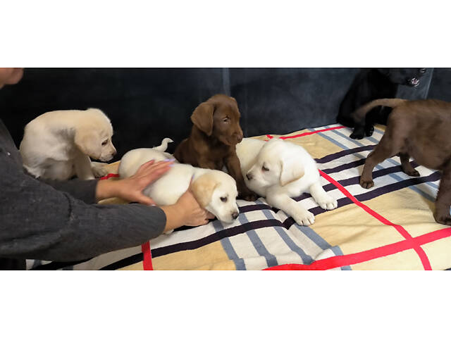 Лучший подарок на любое событие Элитные Щенки Питомника Лабрадор Ретривер С Документами Питомника Лабрадоры с Доставкой - Фото 52