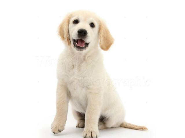 Лучший подарок на любое событие Элитные Щенки Питомника Лабрадор Ретривер С Документами Питомника Лабрадоры с Доставкой - Фото 23