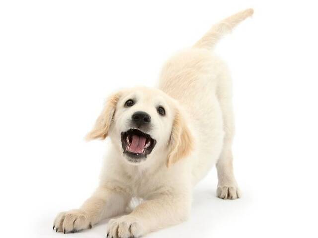 Лучший подарок на любое событие Элитные Щенки Питомника Лабрадор Ретривер С Документами Питомника Лабрадоры с Доставкой - Фото 22