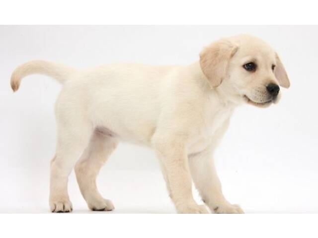 Лучший подарок на любое событие Элитные Щенки Питомника Лабрадор Ретривер С Документами Питомника Лабрадоры с Доставкой - Фото 24