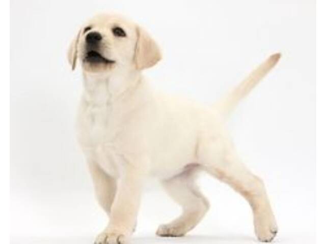 Лучший подарок на любое событие Элитные Щенки Питомника Лабрадор Ретривер С Документами Питомника Лабрадоры с Доставкой - Фото 25