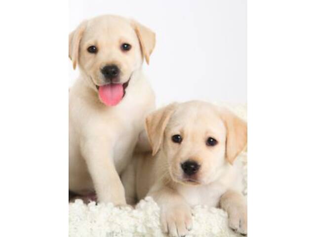 Лучший подарок на любое событие Элитные Щенки Питомника Лабрадор Ретривер С Документами Питомника Лабрадоры с Доставкой - Фото 28