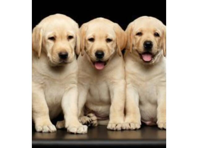 Лучший подарок на любое событие Элитные Щенки Питомника Лабрадор Ретривер С Документами Питомника Лабрадоры с Доставкой - Фото 29