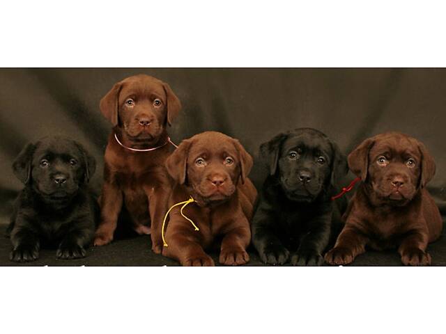 Лучший подарок на любое событие Элитные Щенки Питомника Лабрадор Ретривер С Документами Питомника Лабрадоры с Доставкой - Фото 31