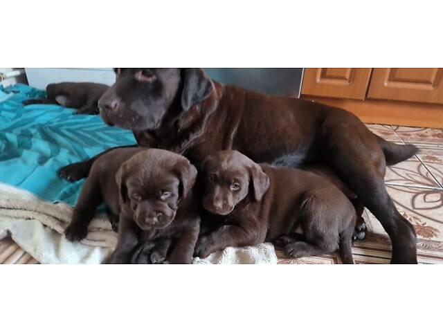 Лучший подарок на любое событие Элитные Щенки Питомника Лабрадор Ретривер С Документами Питомника Лабрадоры с Доставкой - Фото 32