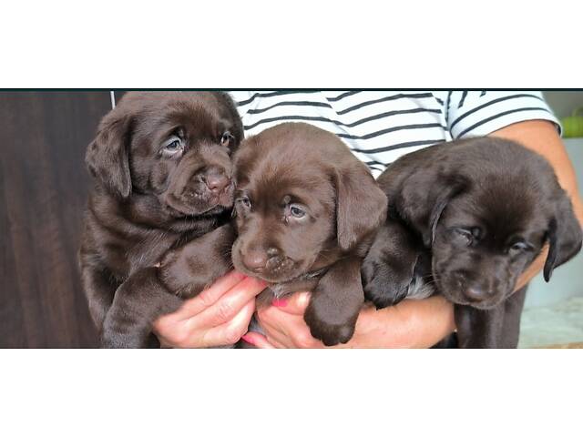 Лучший подарок на любое событие Элитные Щенки Питомника Лабрадор Ретривер С Документами Питомника Лабрадоры с Доставкой - Фото 33