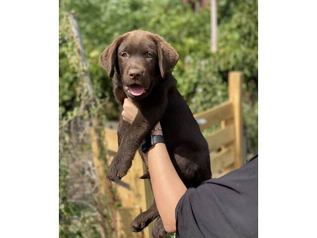 Лучший подарок на любое событие Элитные Щенки Питомника Лабрадор Ретривер С Документами Питомника Лабрадоры с Доставкой - Фото 34