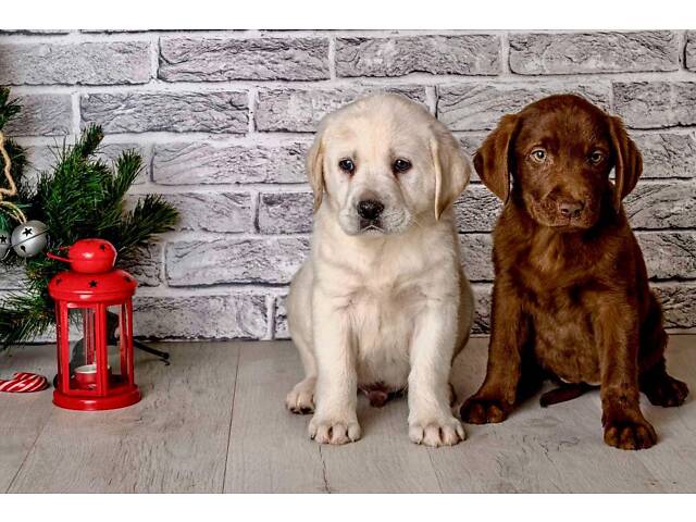 Лучший подарок на любое событие Элитные Щенки Питомника Лабрадор Ретривер С Документами Питомника Лабрадоры с Доставкой - Фото 35
