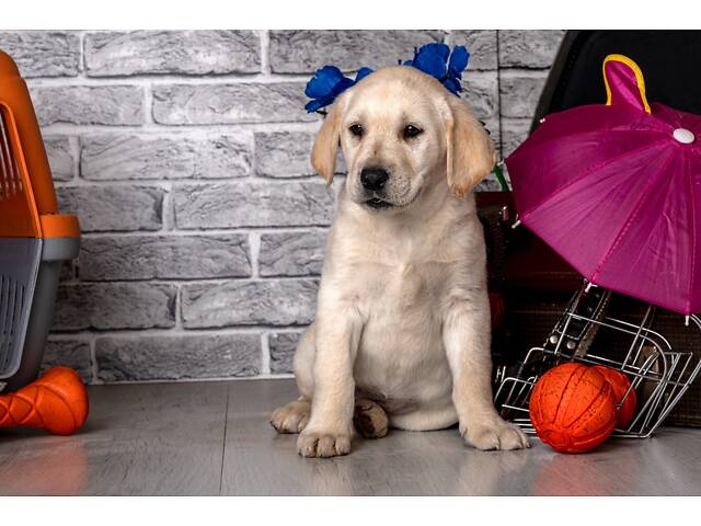 Лучший подарок на любое событие Элитные Щенки Питомника Лабрадор Ретривер С Документами Питомника Лабрадоры с Доставкой - Фото 64