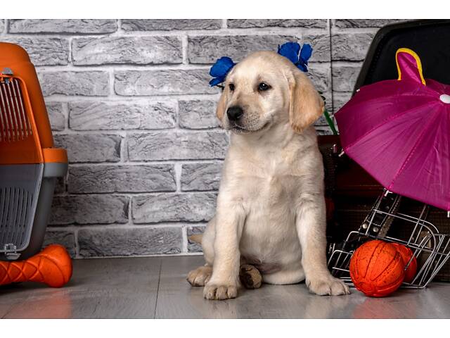 Лучший подарок на любое событие Элитные Щенки Питомника Лабрадор Ретривер С Документами Питомника Лабрадоры с Доставкой - Фото 65