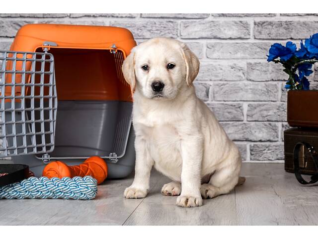 Лучший подарок на любое событие Элитные Щенки Питомника Лабрадор Ретривер С Документами Питомника Лабрадоры с Доставкой - Фото 63