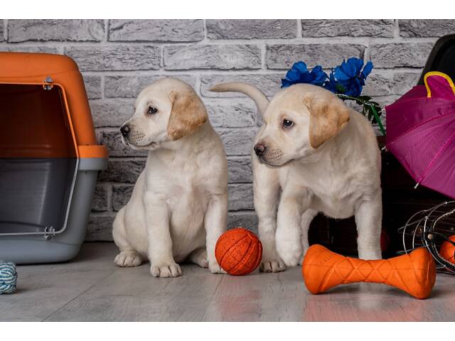 Лучший подарок на любое событие Элитные Щенки Питомника Лабрадор Ретривер С Документами Питомника Лабрадоры с Доставкой - Фото 62