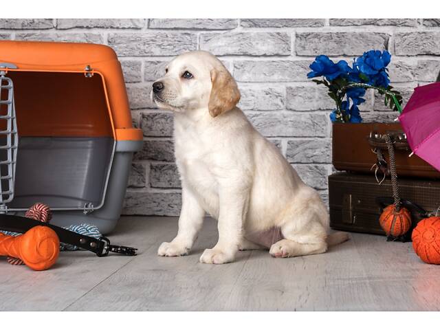 Лучший подарок на любое событие Элитные Щенки Питомника Лабрадор Ретривер С Документами Питомника Лабрадоры с Доставкой - Фото 61