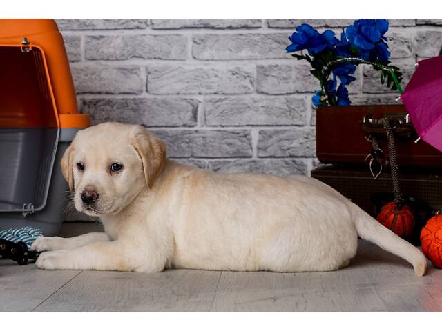 Лучший подарок на любое событие Элитные Щенки Питомника Лабрадор Ретривер С Документами Питомника Лабрадоры с Доставкой - Фото 59