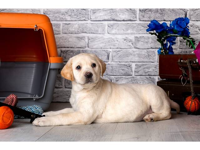 Лучший подарок на любое событие Элитные Щенки Питомника Лабрадор Ретривер С Документами Питомника Лабрадоры с Доставкой - Фото 60
